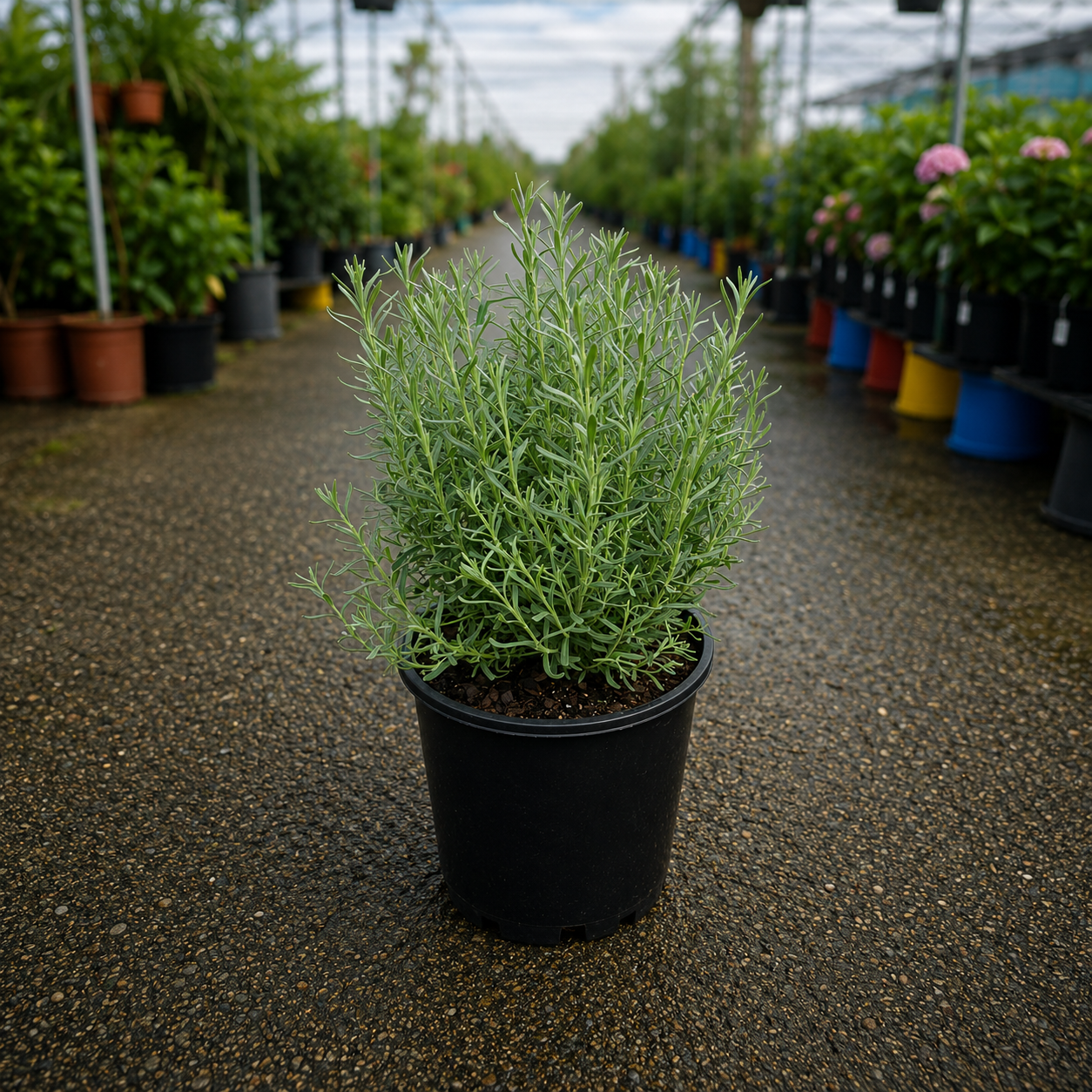 Lavandula stoechas 'The King' (The King Lavender)