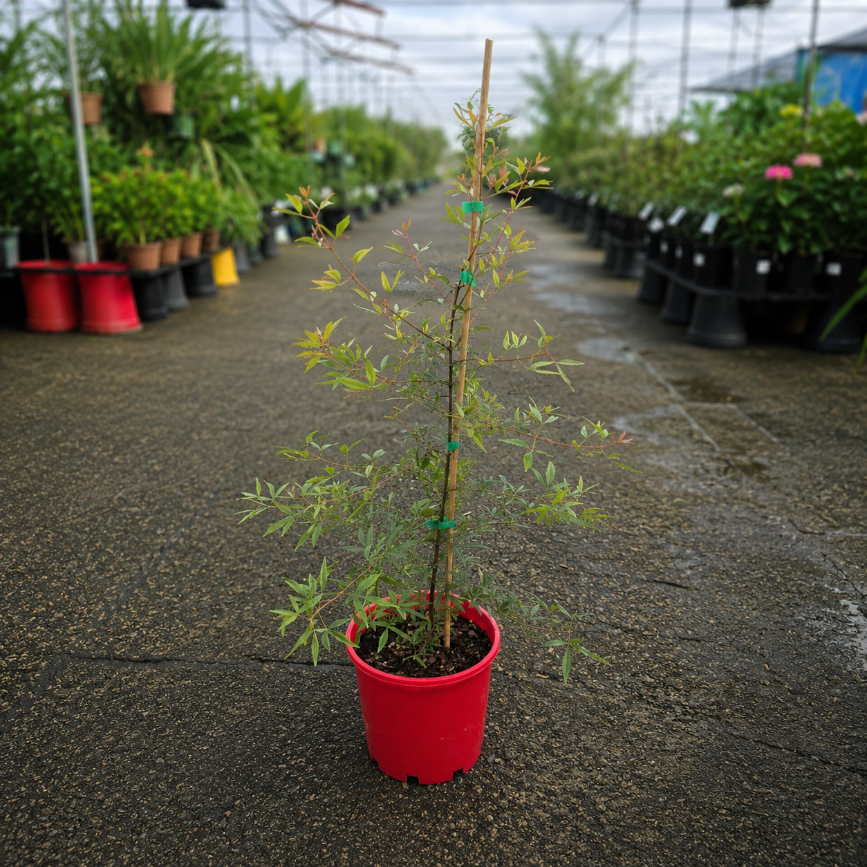 Ceratopetalum gummiferum (New South Wales Christmas Bush)