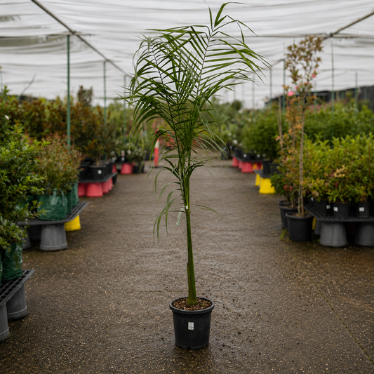 Tall Roystonea regia Royal Palm tree with lush green fronds and smooth trunk, showcased by The Nurso.