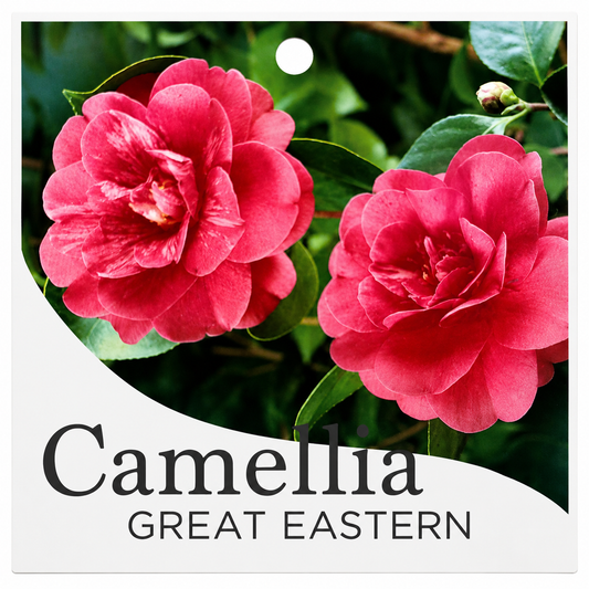 Camellia Great Eastern