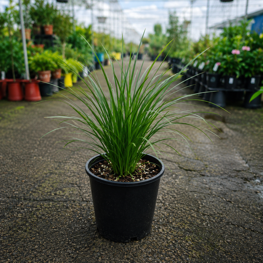 Lomandra Trojan plant from The Nurso with long, slender green leaves and a dense, bushy growth habit.