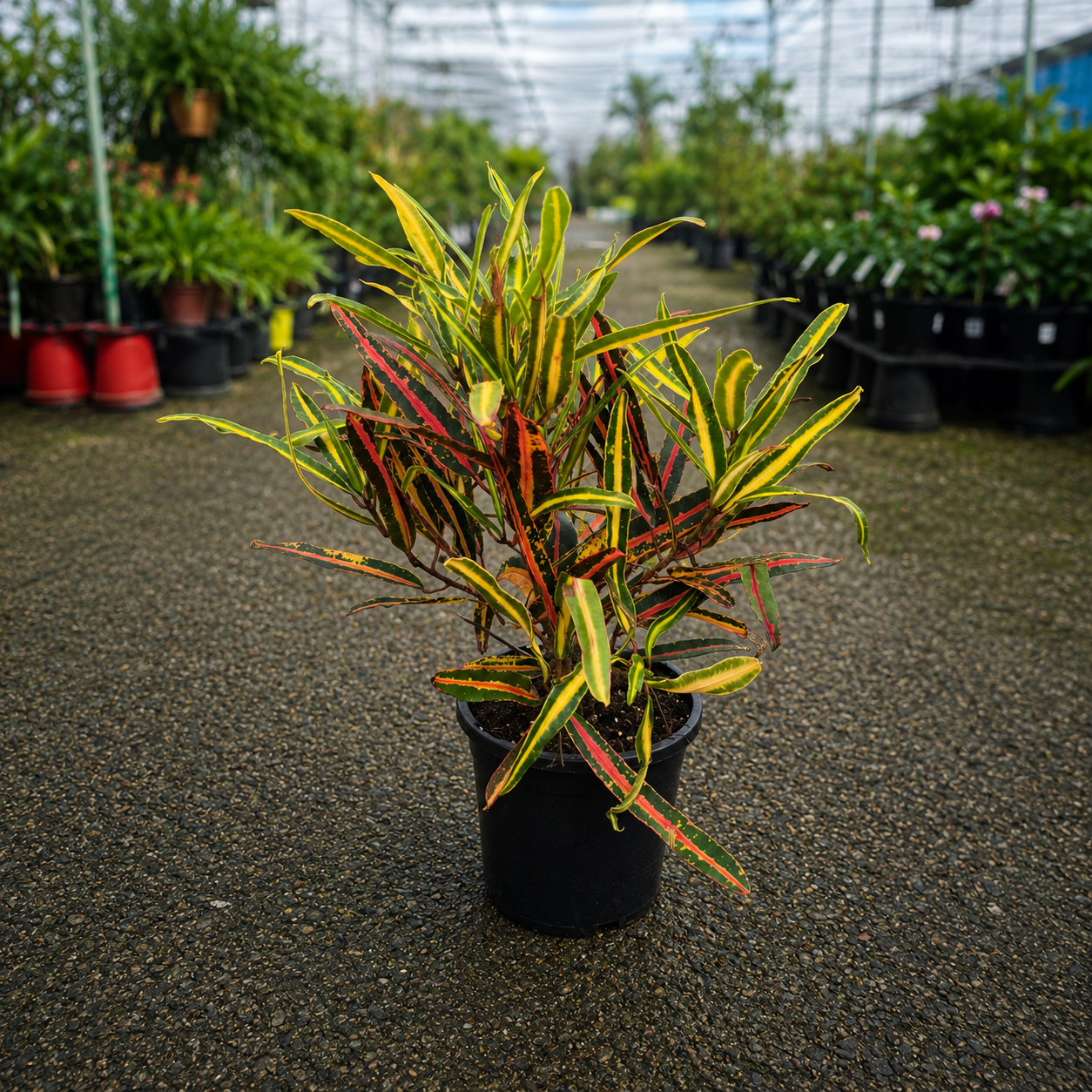 Codiaeum variegatum 'Little Mia' (Little Mia Croton)