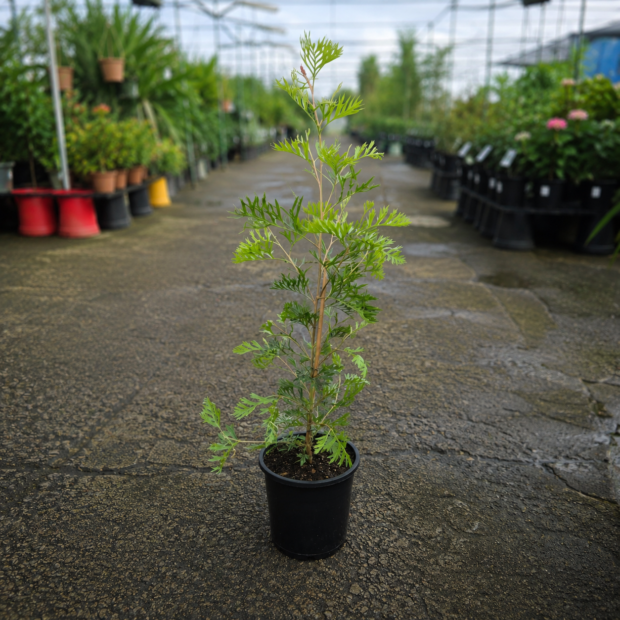 Grevillea 'Little Robyn' (Little Robyn Grevillea)