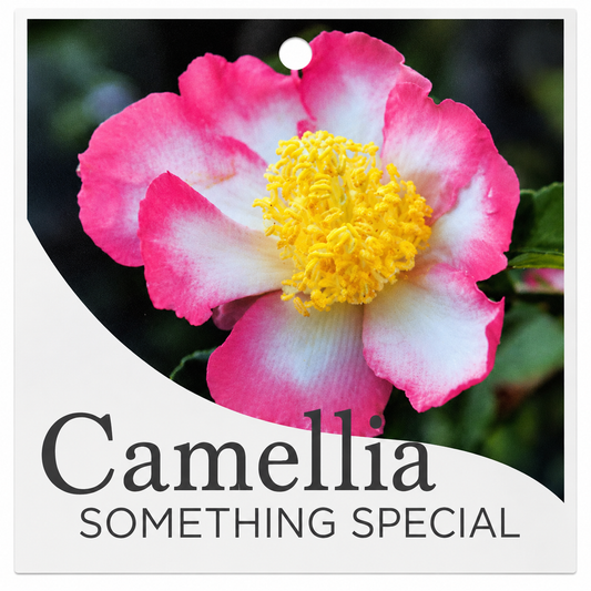 Camellia Something Special