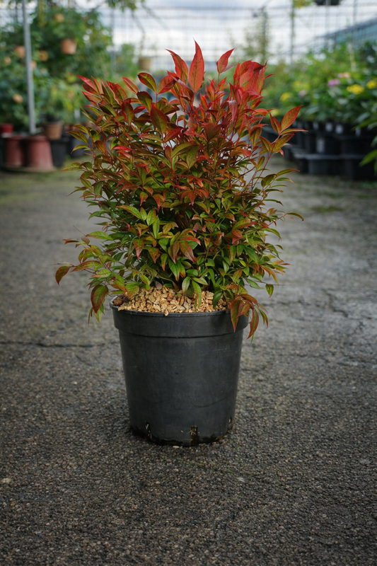 Nandina domestica ‘Sunset Boulevard’ Heavenly Bamboo shrub with vibrant red and green foliage, shown in a garden setting.