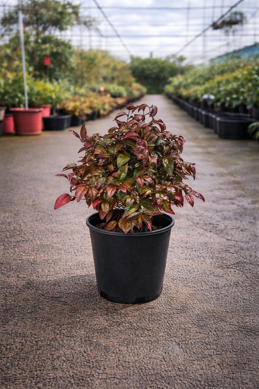 Nandina Blush plant by The Nurso showing vibrant pink and green foliage in a garden setting.
