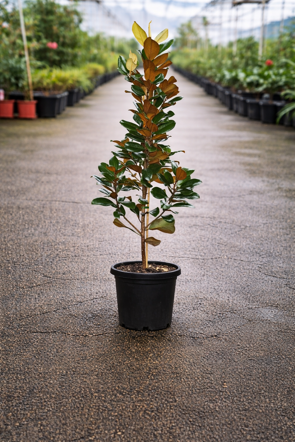 Soft magnolia teddy bear from The Nurso, plush stuffed animal with detailed stitching and a cuddly appearance.