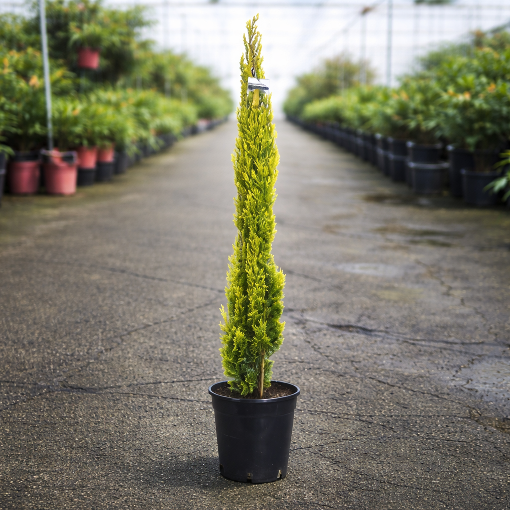 Gold-leaf Cupressus Swanes tree by The Nurso, featuring lush green foliage with striking golden tips in a garden setting.