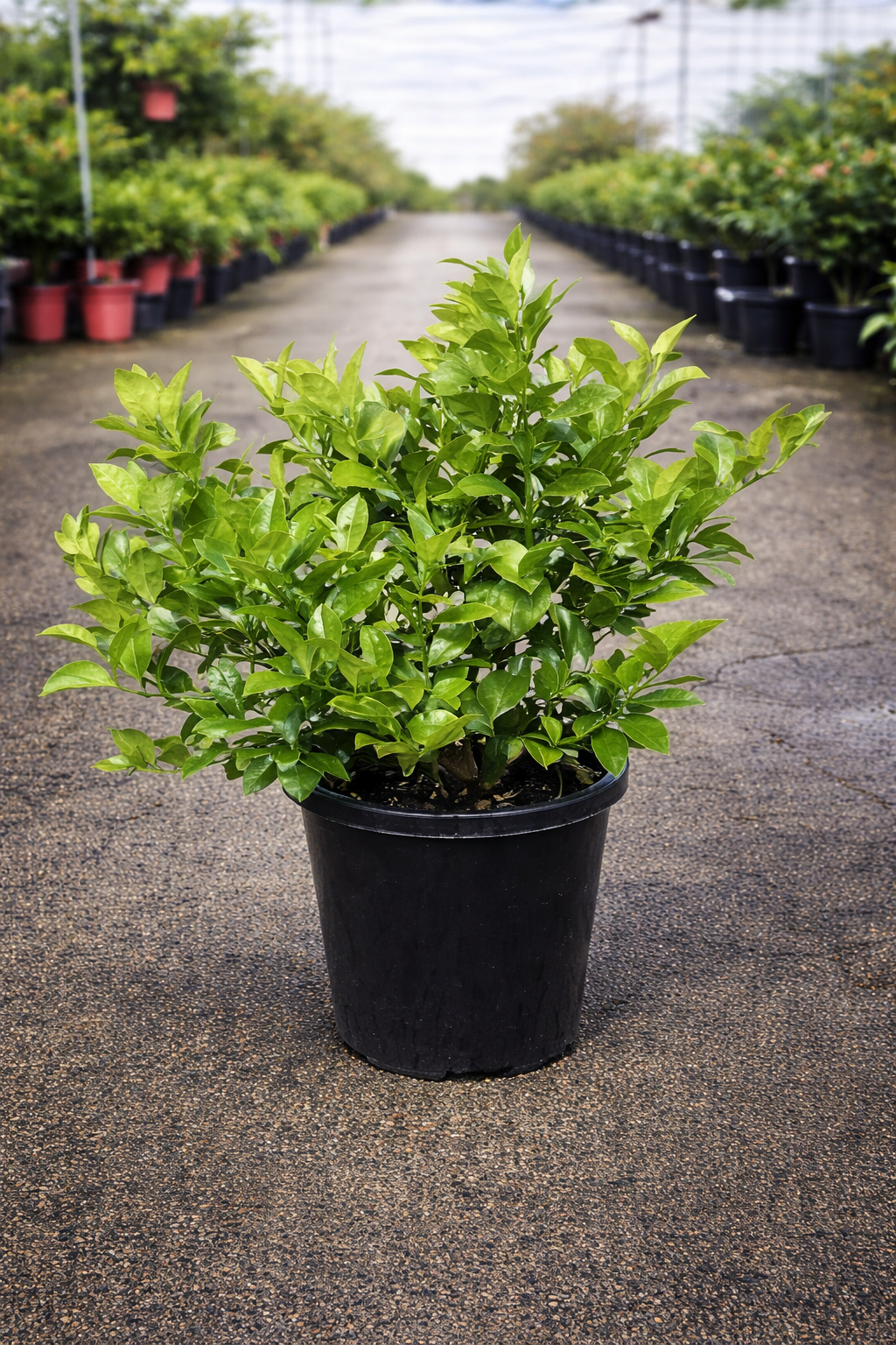 Bright yellow Citrus ‘Lemonicious’ fruit from The Nurso, showcasing its vibrant, textured peel and juicy interior.