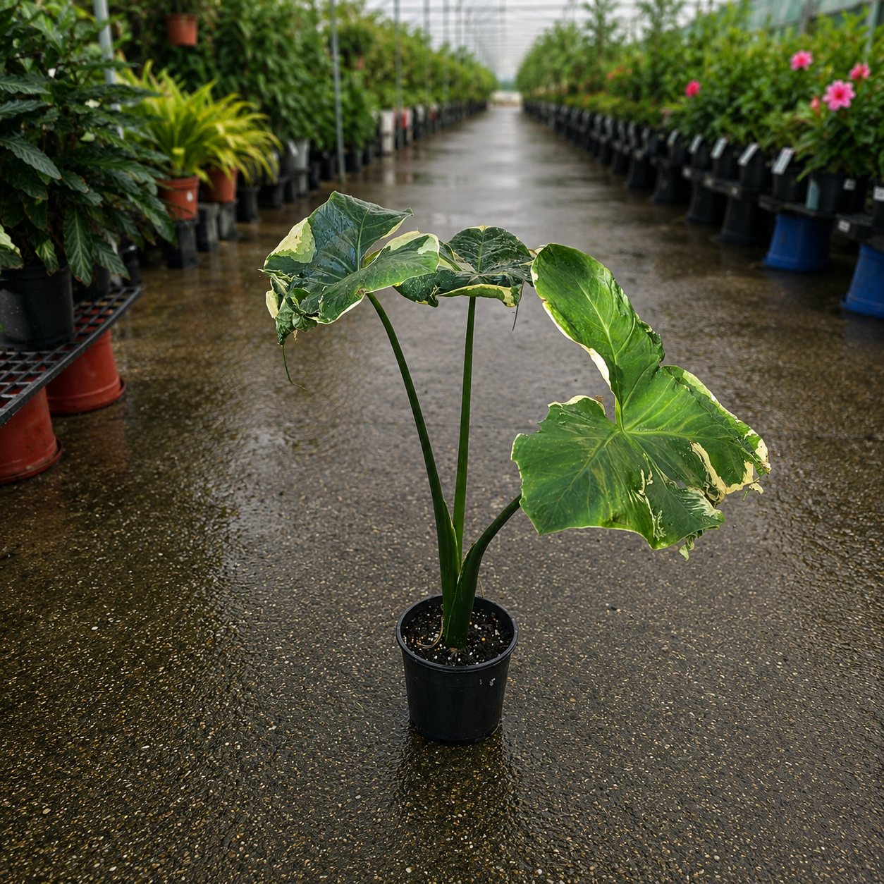 Xanthosoma 'Mickey Mouse'