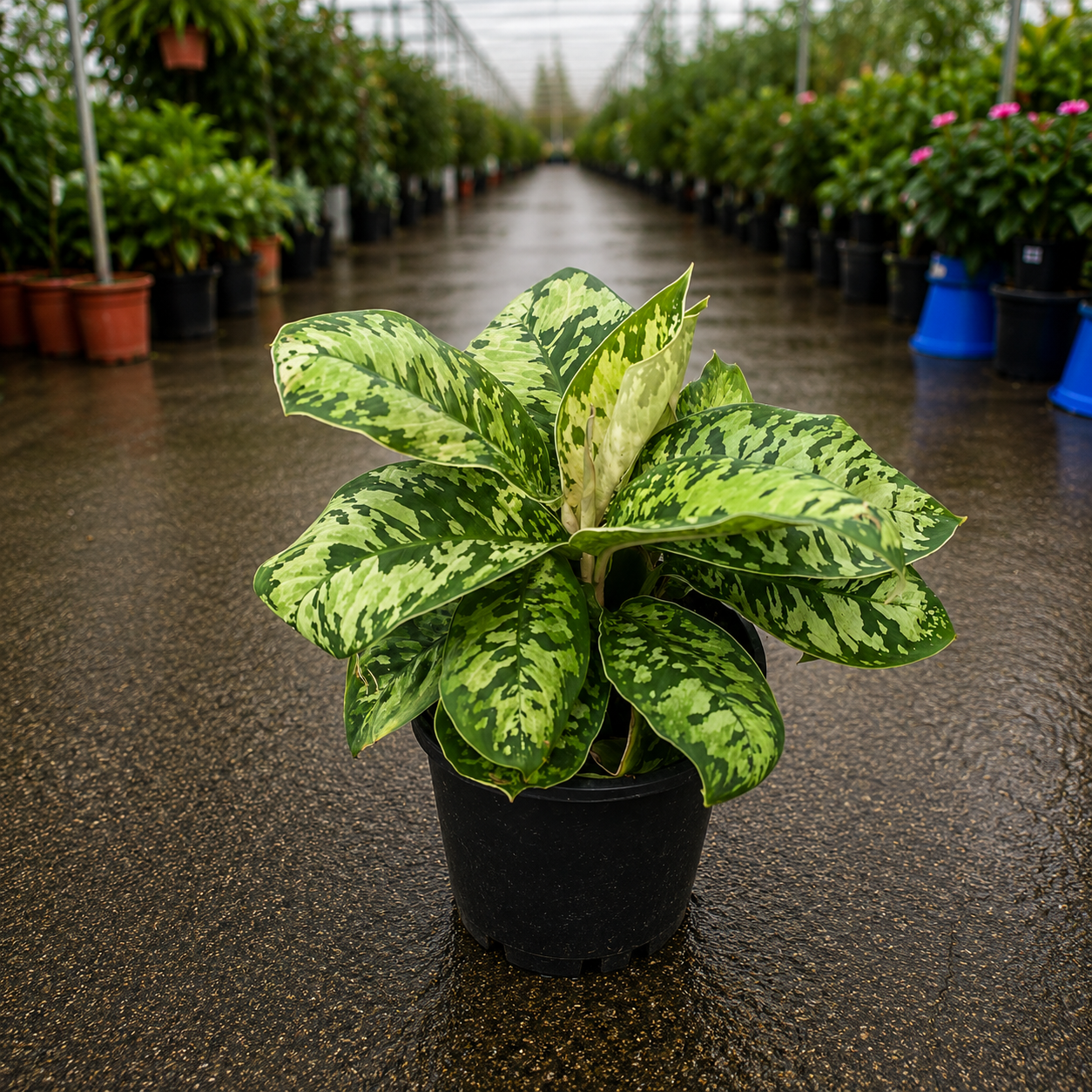 Dieffenbachia ‘Camouflage’