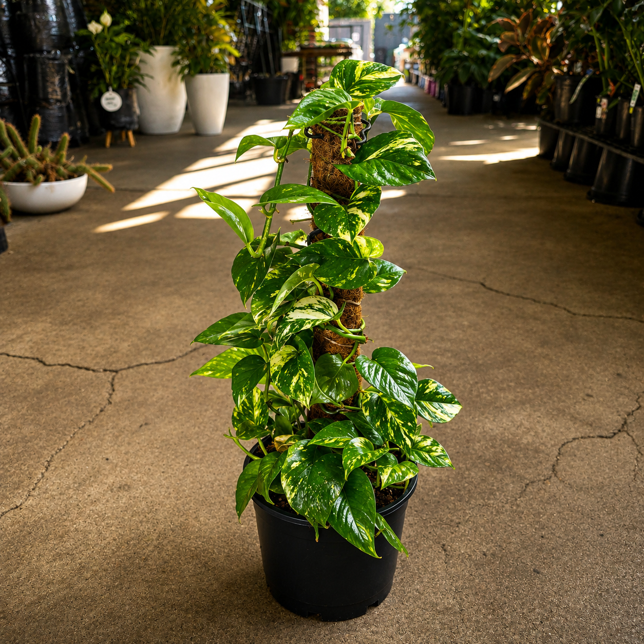 Epipremnum aureum (Devil's Ivy)
