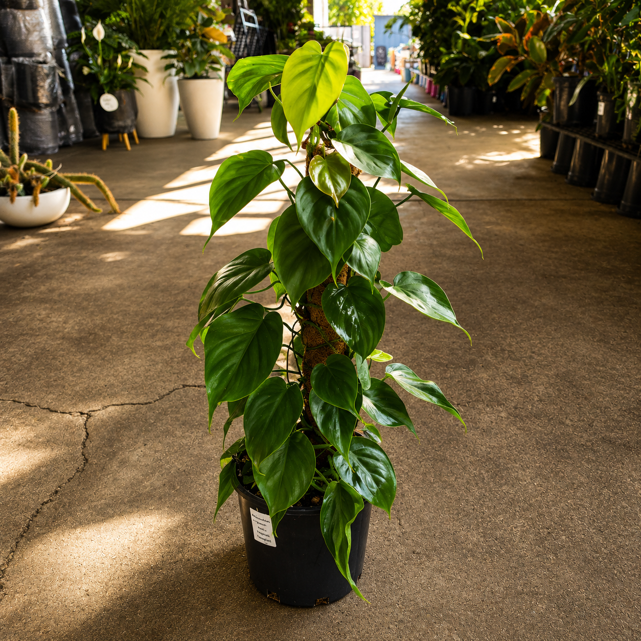 Philodendron hederaceum (Heart Leaf Philodendron)