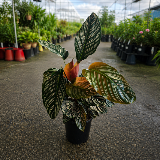 Calathea sanderiana (Pinstripe Calathea)
