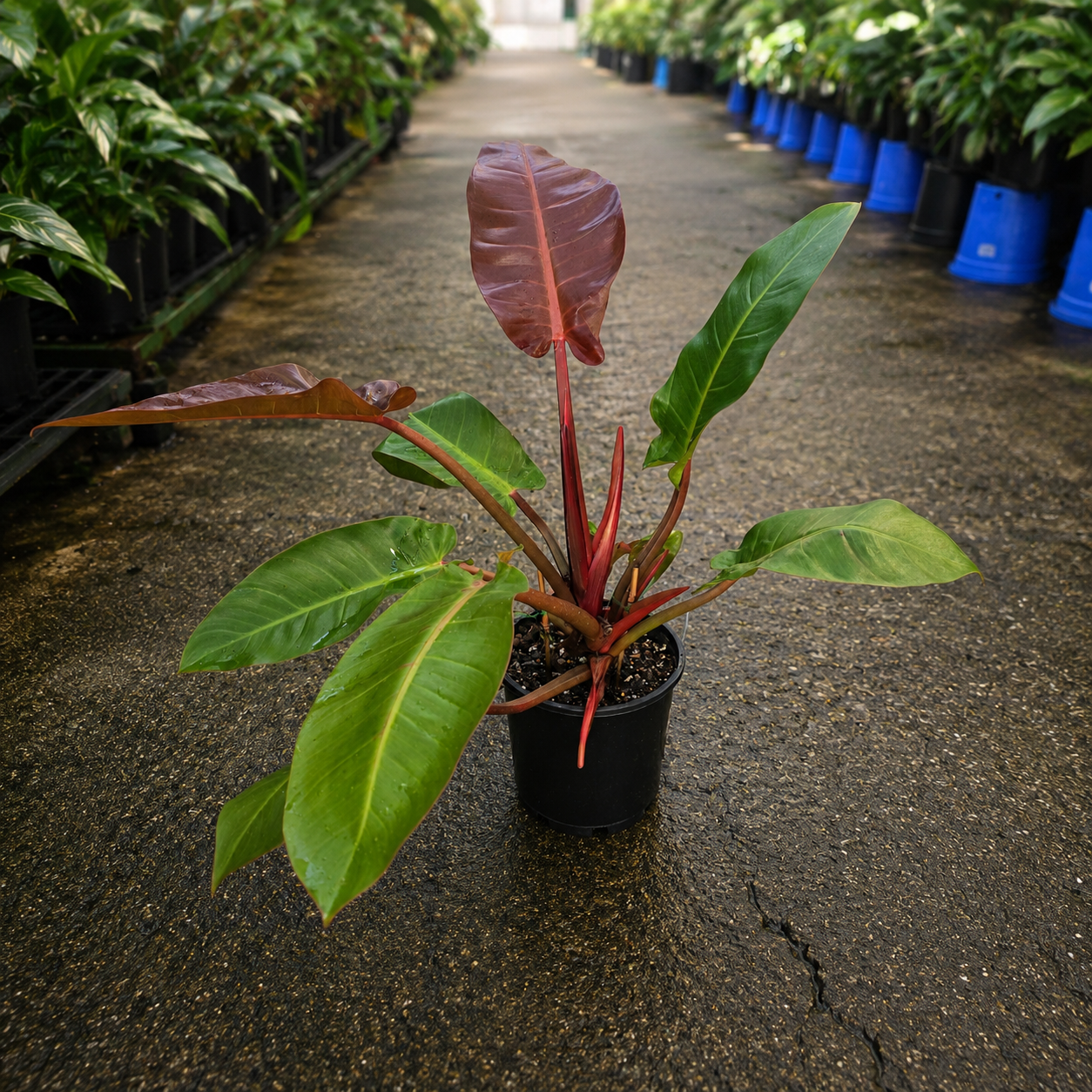 Philodendron 'Red Sun' (Red Sun Philodendron)