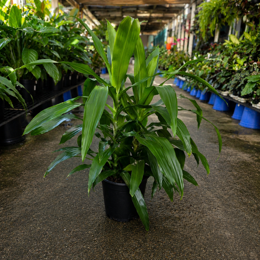 Dracaena fragrans ‘Janet Craig’