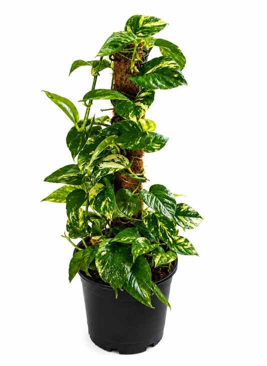 Epipremnum aureum (Devil's Ivy)