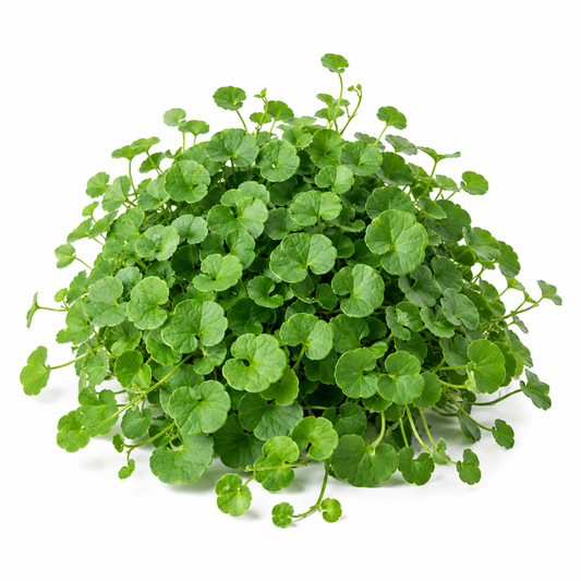 Dichondra repens Kidney Weed