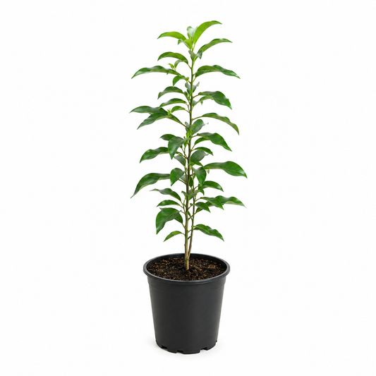 Evergreen Frangipani - Plumeria pudica
