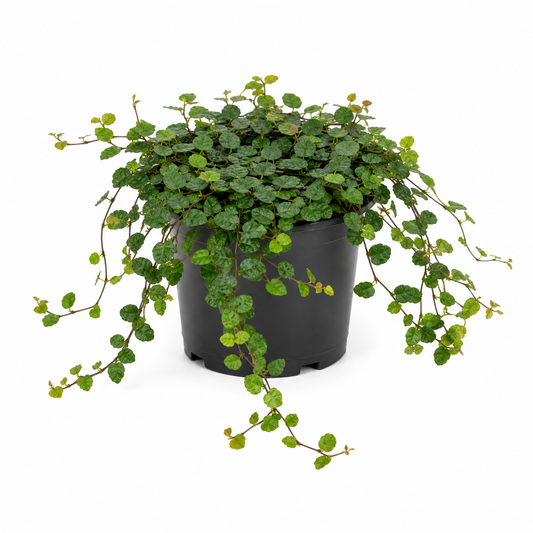 Ficus pumila Creeping Fig