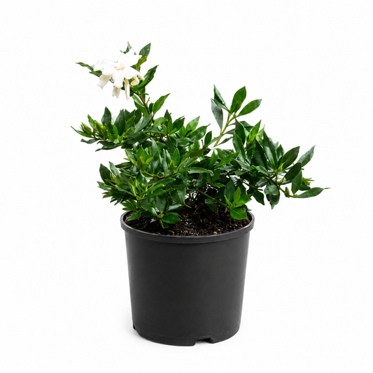 Gardenia radicans (Dwarf Gardenia)