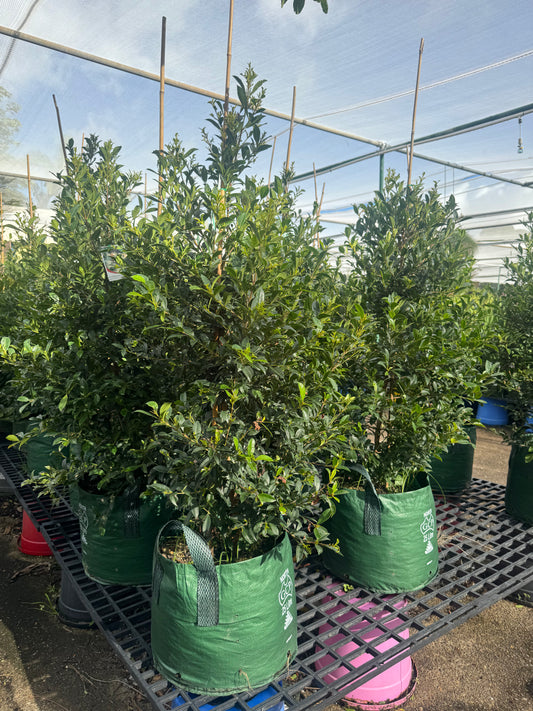 Large established Lilly Pilly Resilience shrub in 25L container by The Nurso, showcasing vibrant green foliage and full growth.