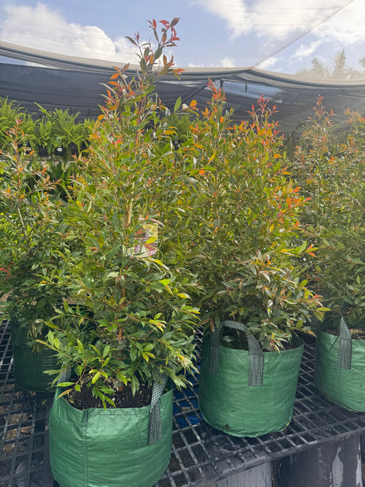 Large Established Lilly Pilly Plum Magic Syzygium Australe 25l