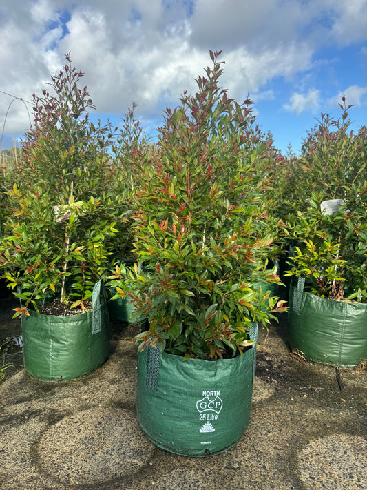 Large established Lilly Pilly Plum Magic Syzygium Australe in a 25L pot, showcasing lush green foliage and vibrant new growth.