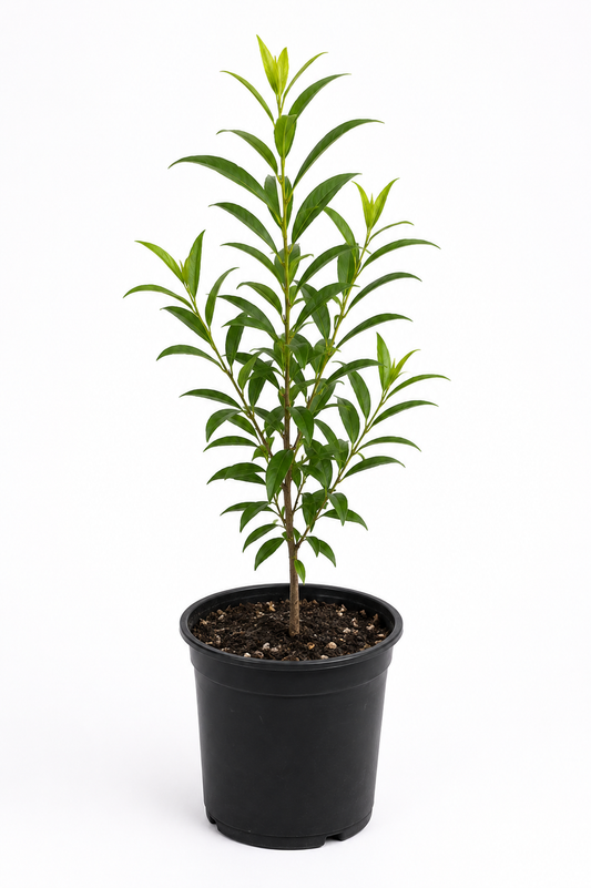 Lemon Scented Myrtle