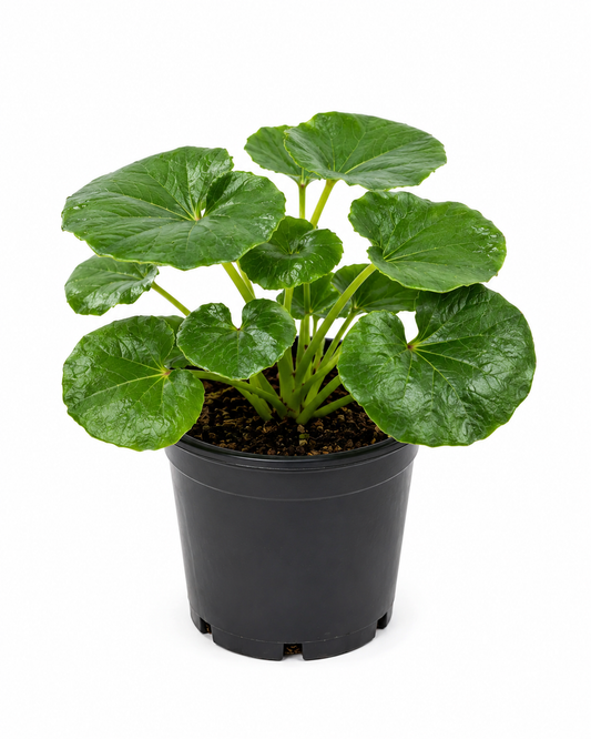 Ligularia ‘Tractor Seat’ (Farfugium japonicum)