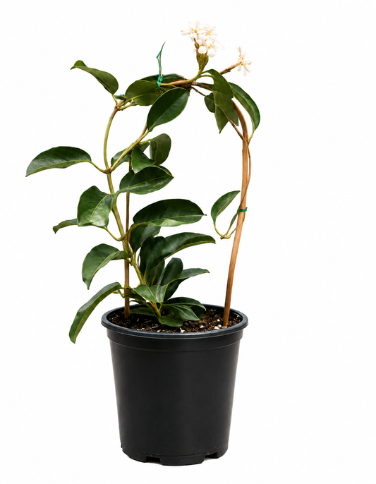 Stephanotis floribunda (Madagascar Jasmine)