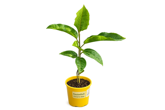 Passion Fruit Panama Gold