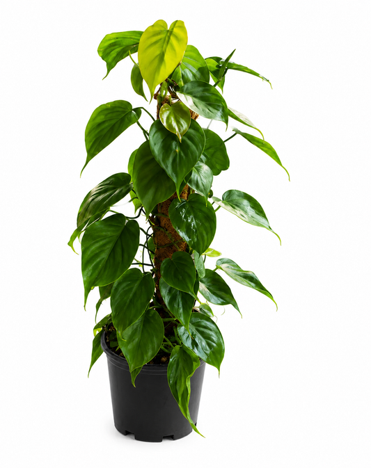 Philodendron hederaceum (Heart Leaf Philodendron)