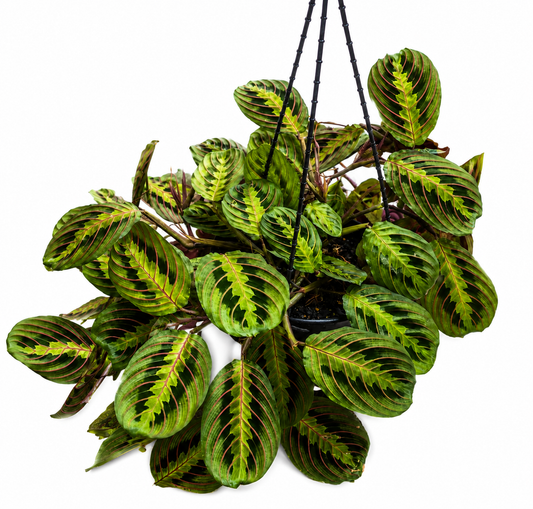 Maranta leuconeura var. erythroneura (Red Vein Prayer Plant)