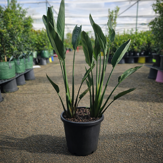 Bright orange and blue Bird of Paradise flower from Strelitzia reginae, featuring large tropical leaves, by The Nurso.