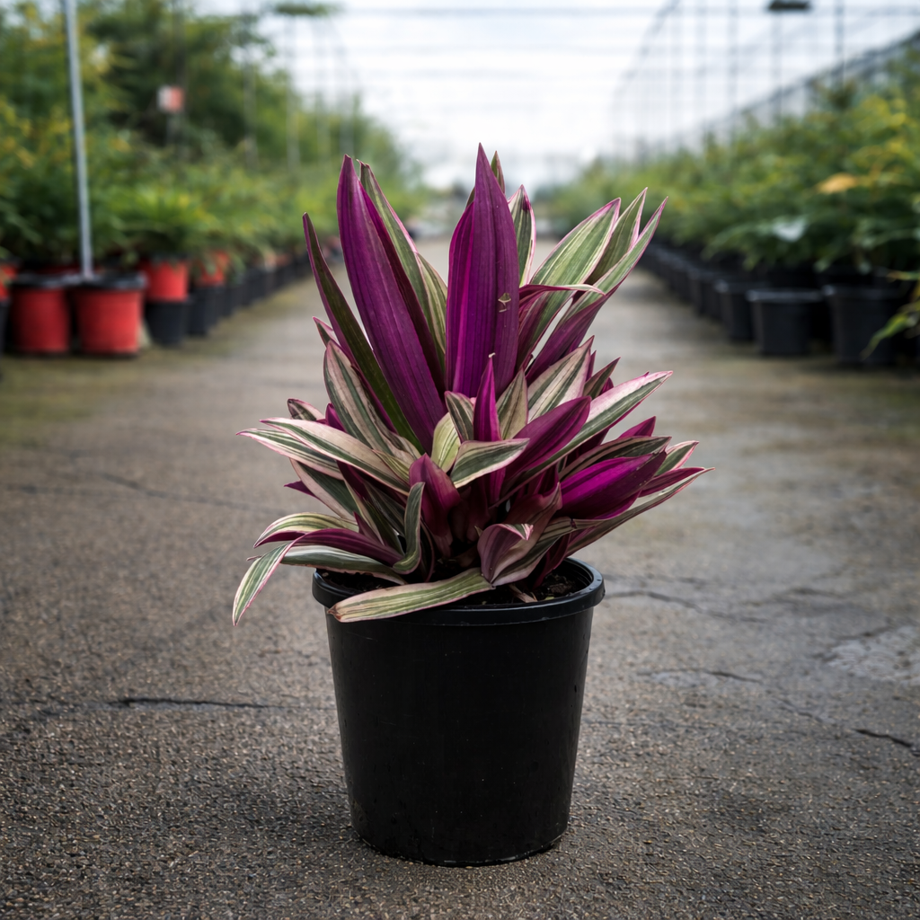 Dwarf Rhoeo Tradescantia plant with vibrant green leaves in a greenhouse setting, showcasing lush foliage under bright light.