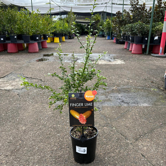 Bright yellow Finger Lime Byron Sunrise from The Nurso with textured green rind and cut-open interior showing vibrant citrus segments.