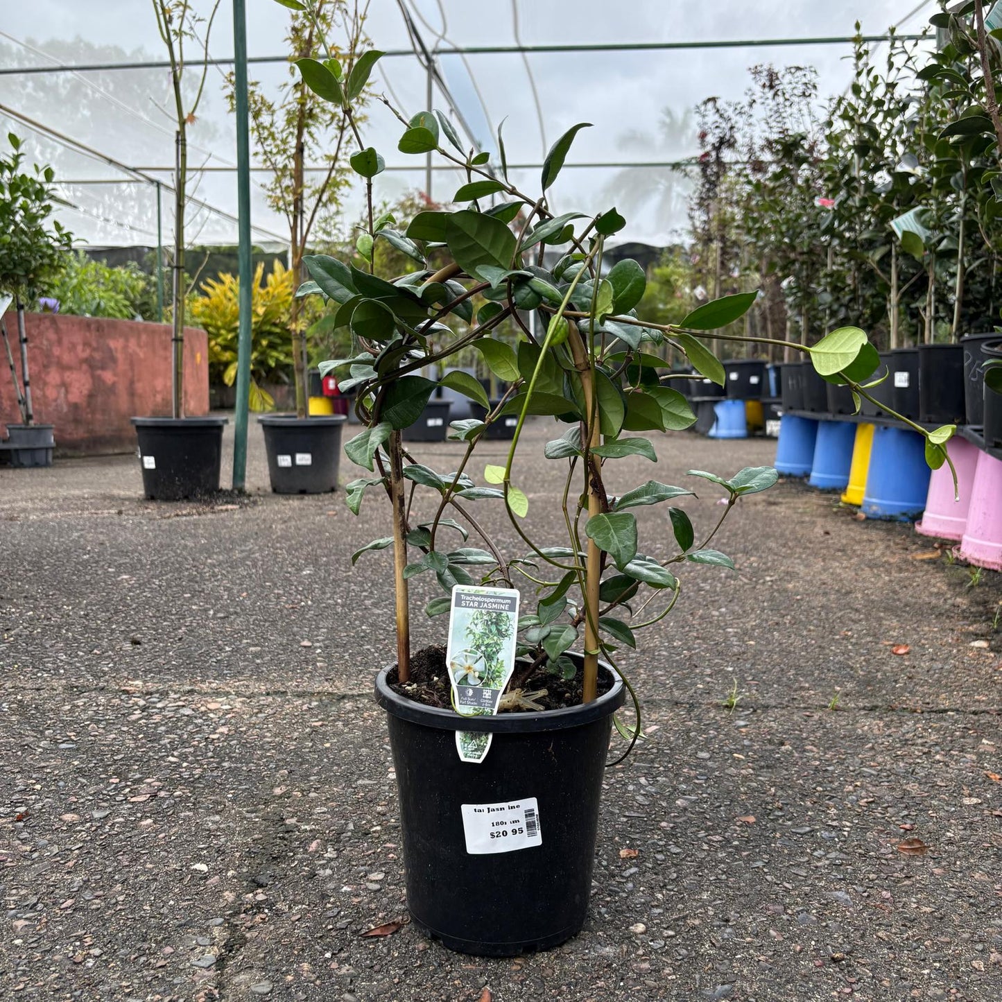 Star Jasmine plant by The Nurso with lush green leaves and white star-shaped flowers on a vine.