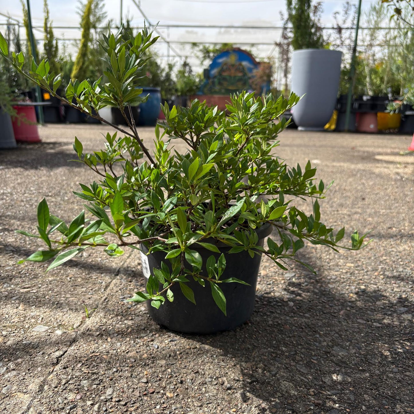 Dwarf Gardenia (Gardenia radicans) shrub with lush green leaves, grown by The Nurso, ready for outdoor garden planting.