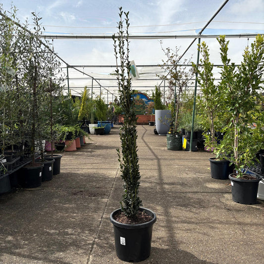 Tall Ilex Sky Pencil shrub from The Nurso, showing slender, upright branches with dark green foliage.