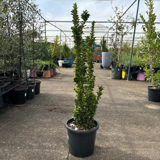 Bright green Euonymus Green Rocket shrub from The Nurso, showcasing dense foliage and vibrant, healthy leaves.