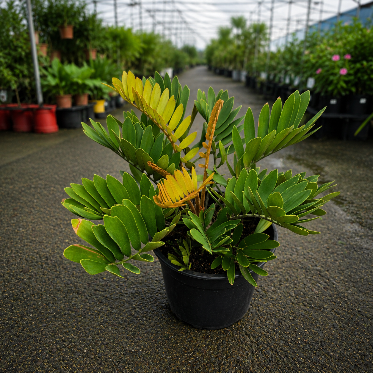 Zamia furfuracea (Cardboard Palm)