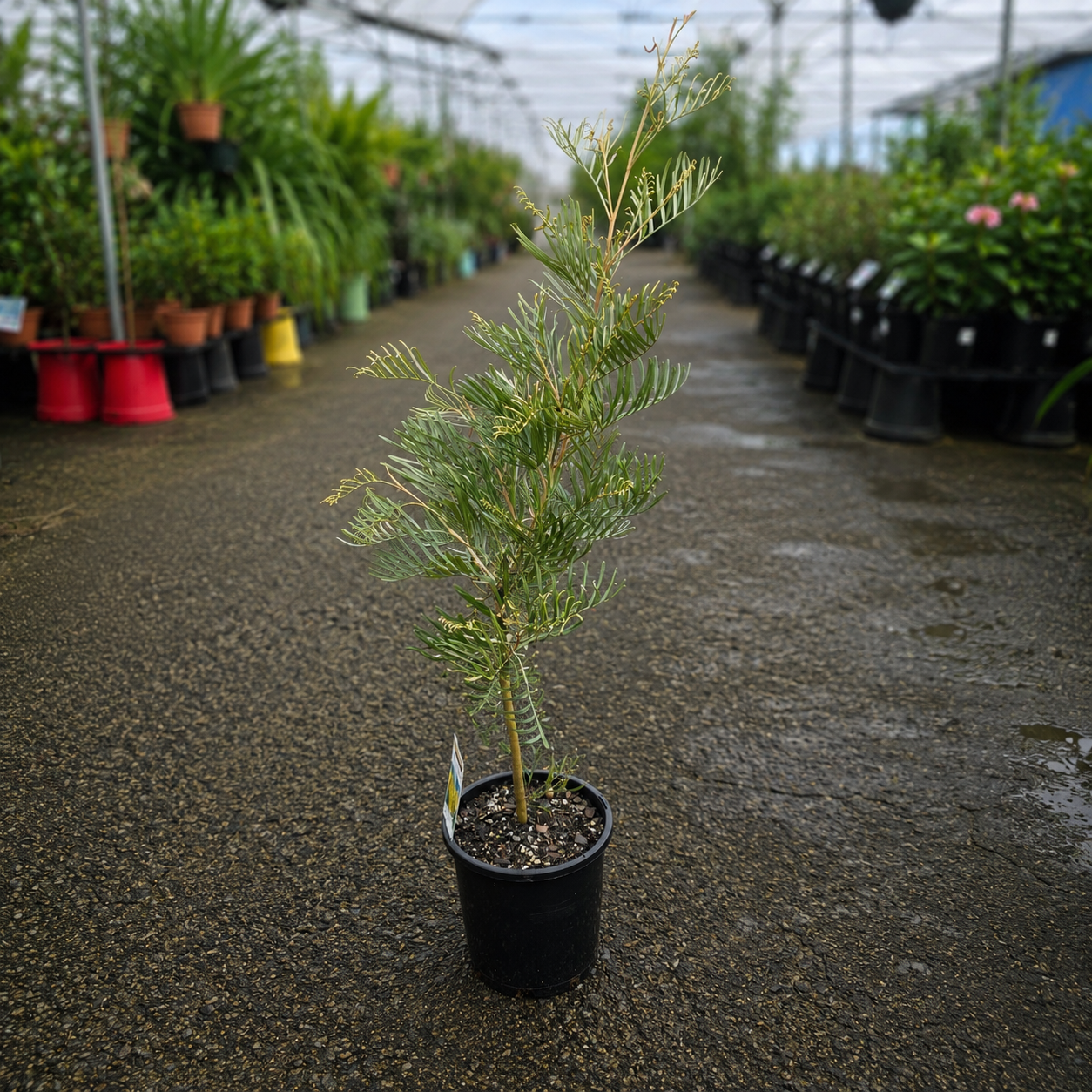 Grevillea 'Sandra Gordon' (Sandra Gordon Grevillea)