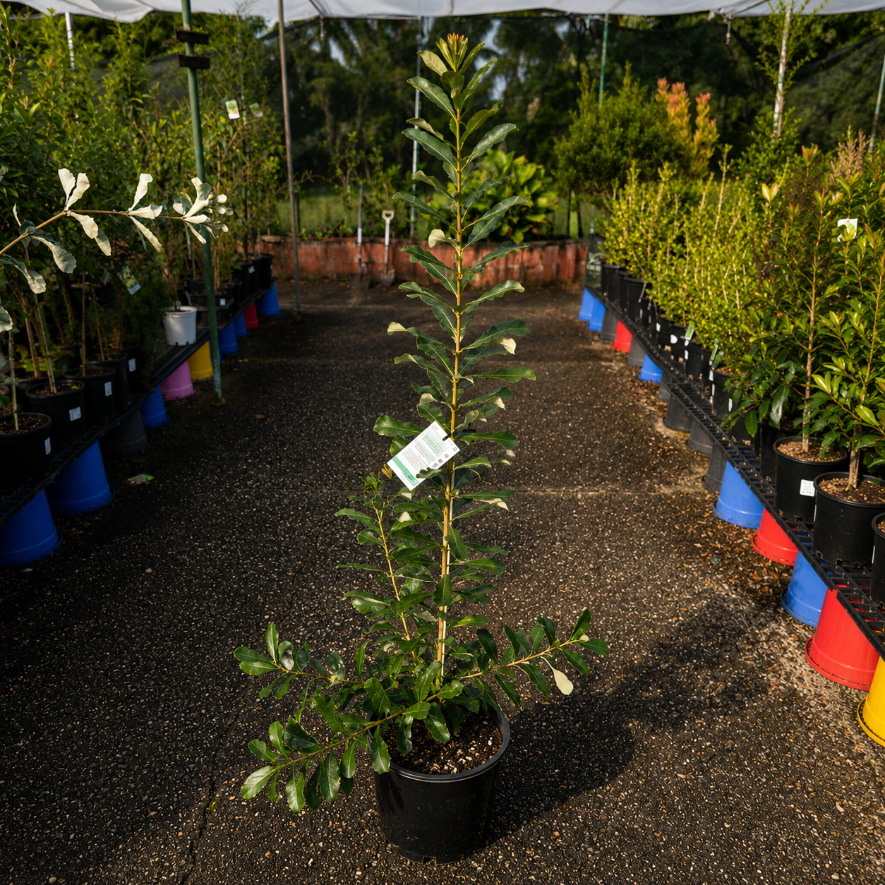 Banksia integrifolia