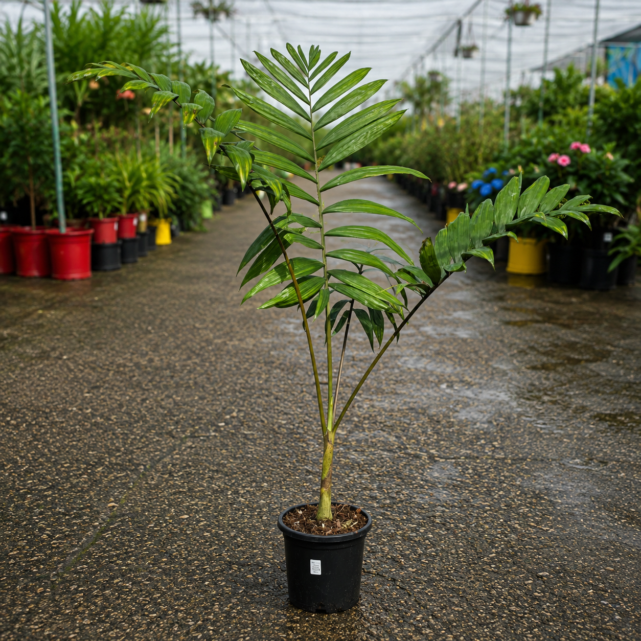Chambeyronia hookeri (Hooker’s Flame Thrower Palm)