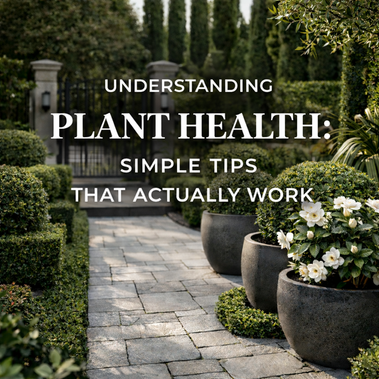 Understanding Plant Health: Simple Tips That Actually Work