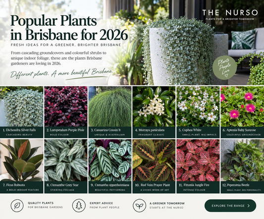 Popular Plants in Brisbane for 2026