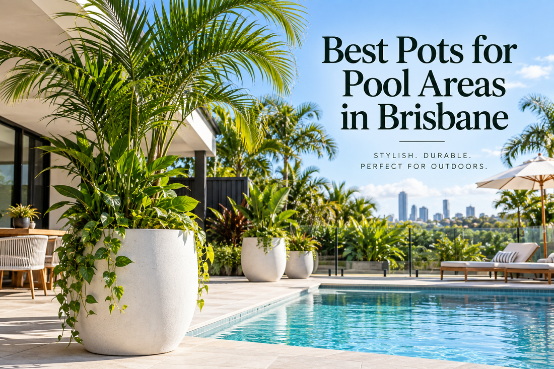 Best Pots for Pool Areas in Brisbane
