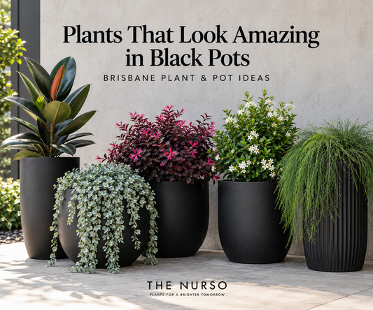 Plants That Look Amazing in Black Pots: Brisbane Plant &amp; Pot Ideas