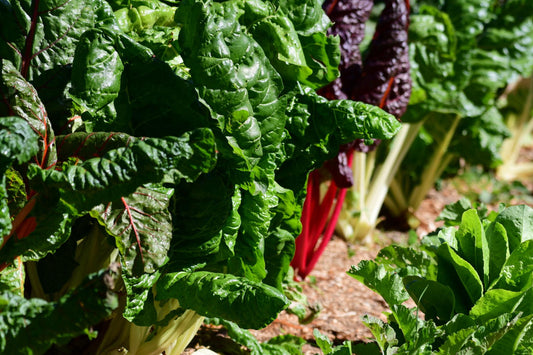 Winter Veggies to Enjoy at Home